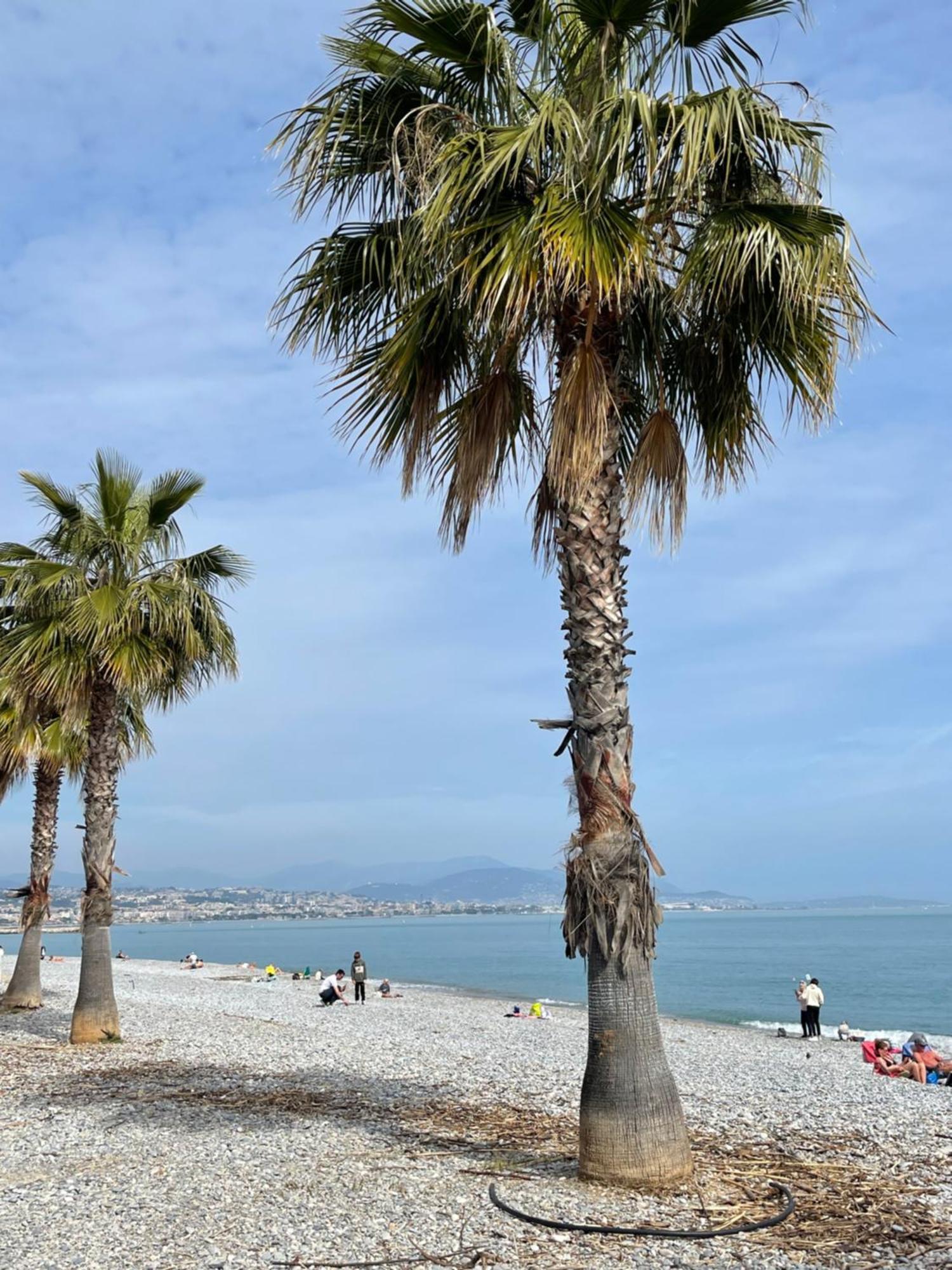 Villeneuve Loubet Plage- Entre Nice Et Cannes エクステリア 写真
