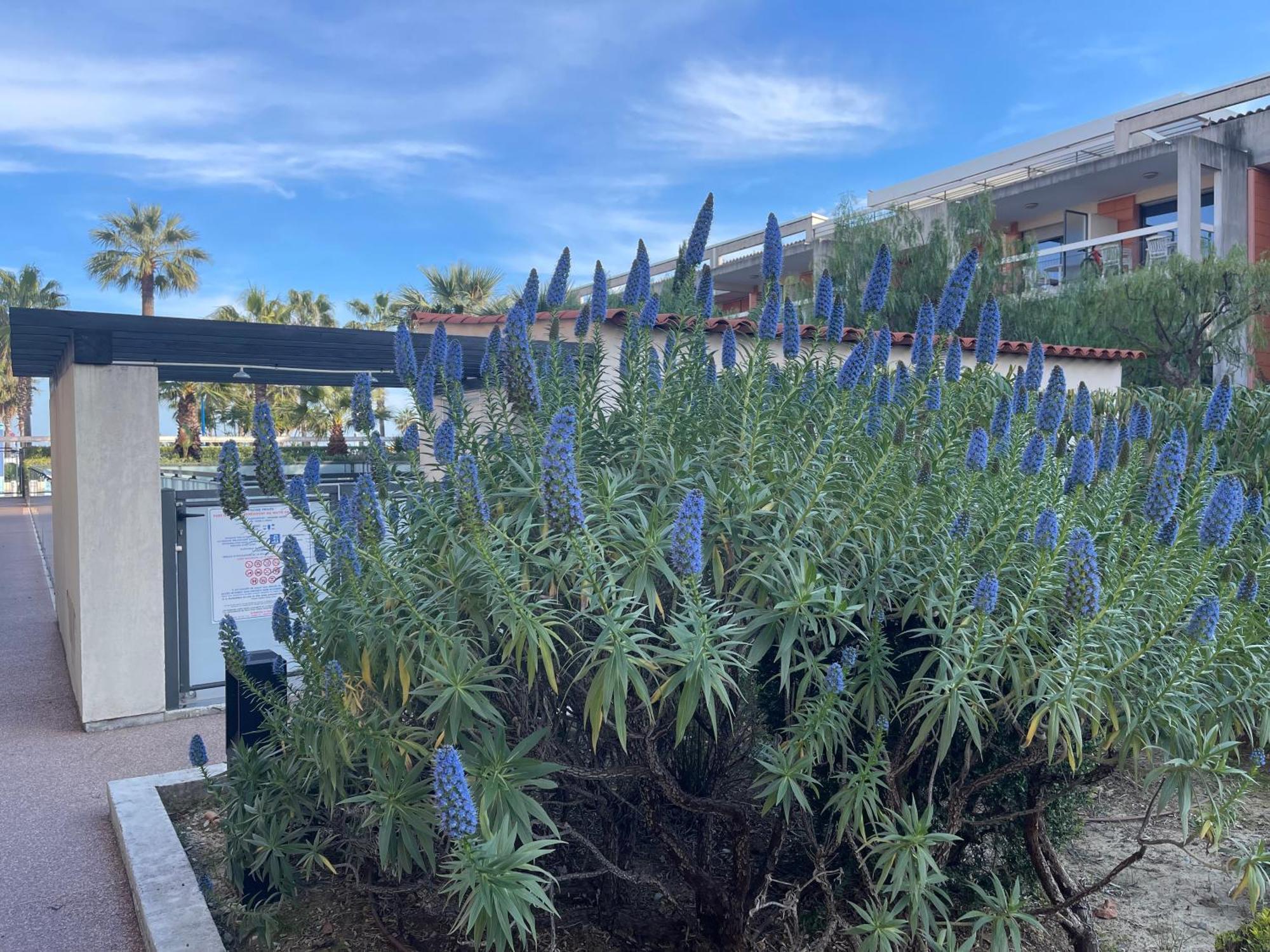 Villeneuve Loubet Plage- Entre Nice Et Cannes エクステリア 写真